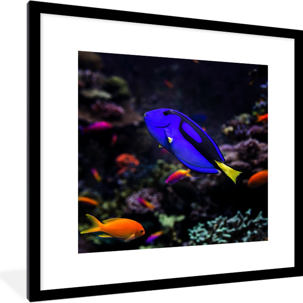 MuchoWow Gerahmtes Poster Ein Picasso-Doktorfisch in einem Aquarium 40x40 cm - Poster mit Schwarzem Bilderrahmen Wandposter Rahmen Foto Bilder - ...