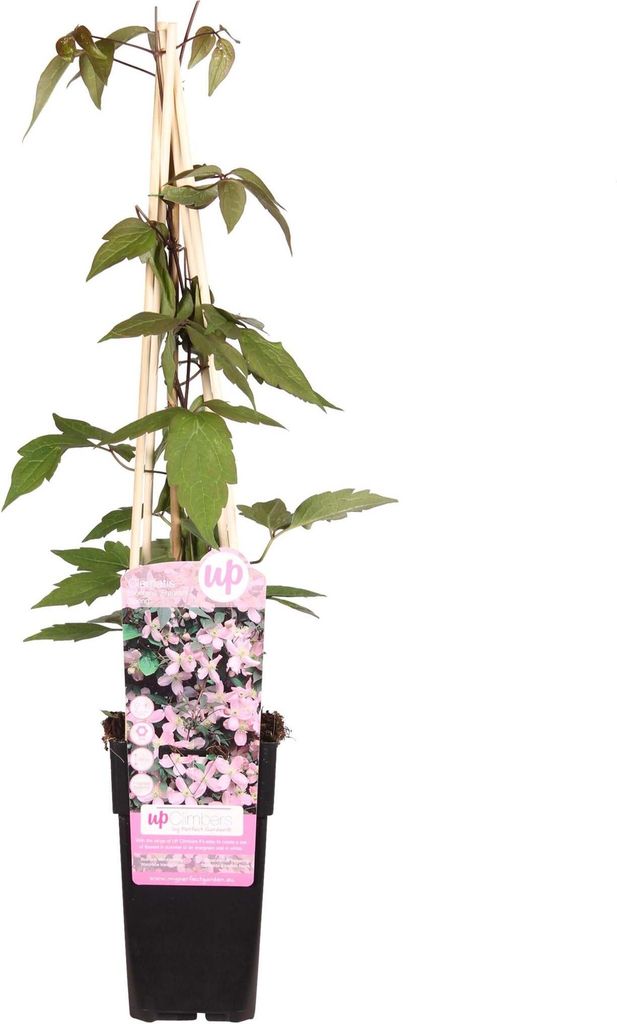 2 x Waldrebe montana - Clematis montana 'Fragrant Spring' | 50-60 cm in Container