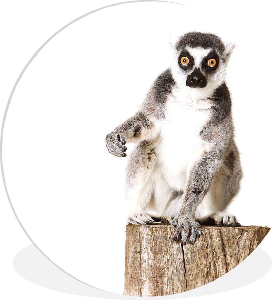 MuchoWow Rundes Wandbild - Runde Bilder Baum - Affe - Ringelschwanzlemur Ø 30 cm Kreis Wanddekoration Kunststoff - Wandkreis - Wandschmuck - Sch...