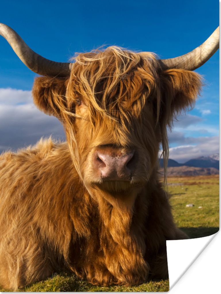MuchoWow Poster Schottische Highlander - Tiere - Gras 60x80 cm - Schlafzimmer Dekoration