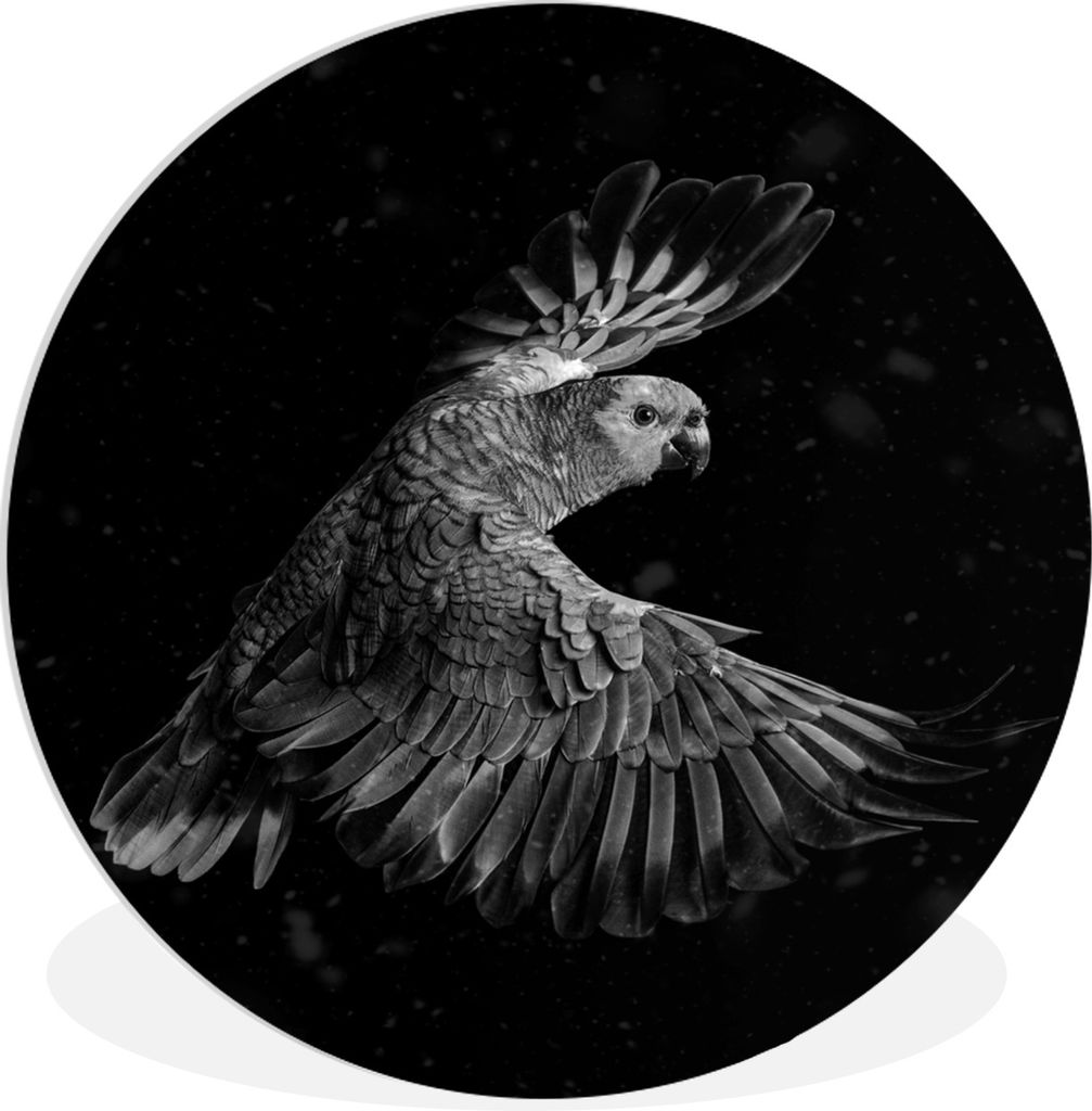 MuchoWow Rundes Wandbild - Runde Bilder Fliegende Papagei mit goldenen Federn auf einem schwarzen Hintergrund - schwarz und weiß Ø 60 cm Kreis ...