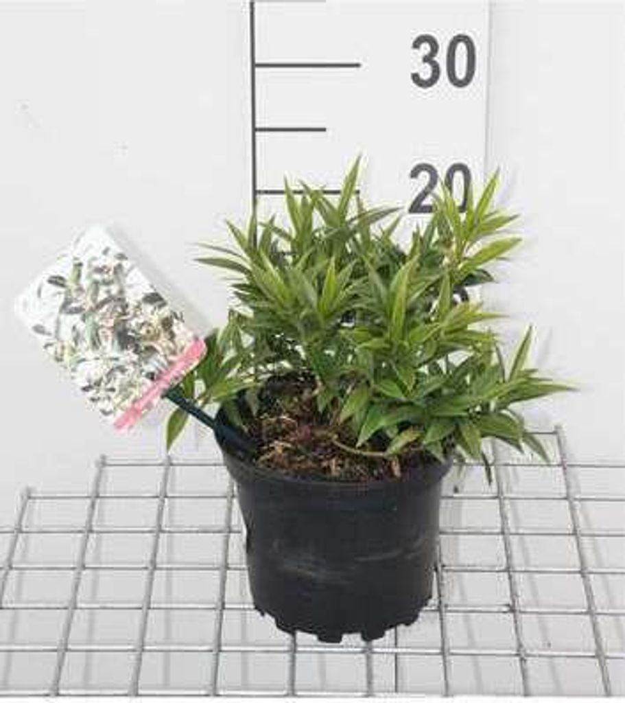 Sarcococca hook. 'Humilis' - Schleimbeere 15- 20 cm - Container