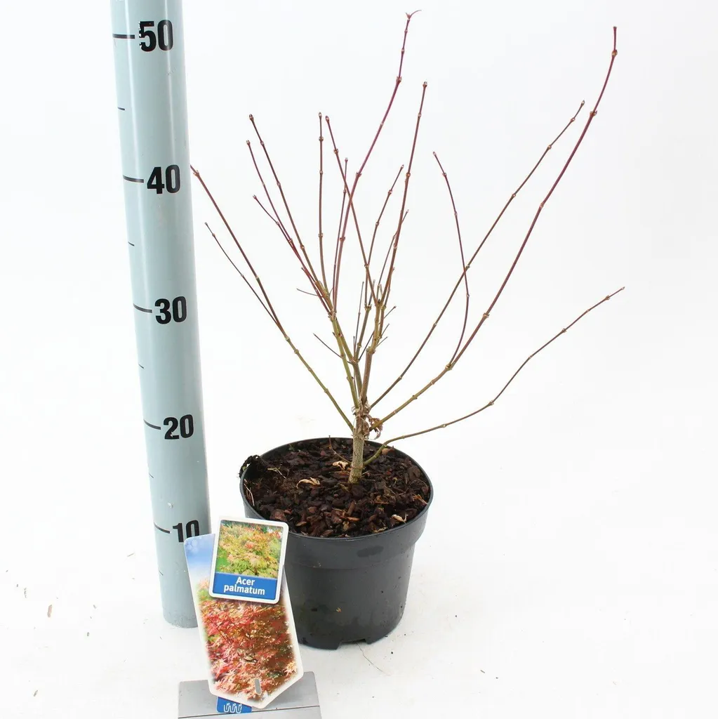 Petit jardin ou balcon à l'ombre ? Choisissez l'Acer palmatum 30-40 cm