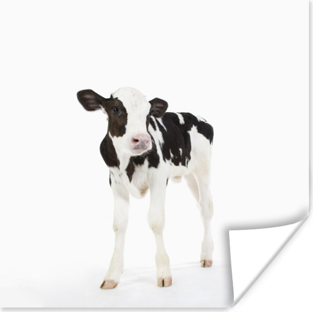 MuchoWow Poster Kuh - Kalb - Weiß - Tiere 75x75 cm - Wand Dekoration