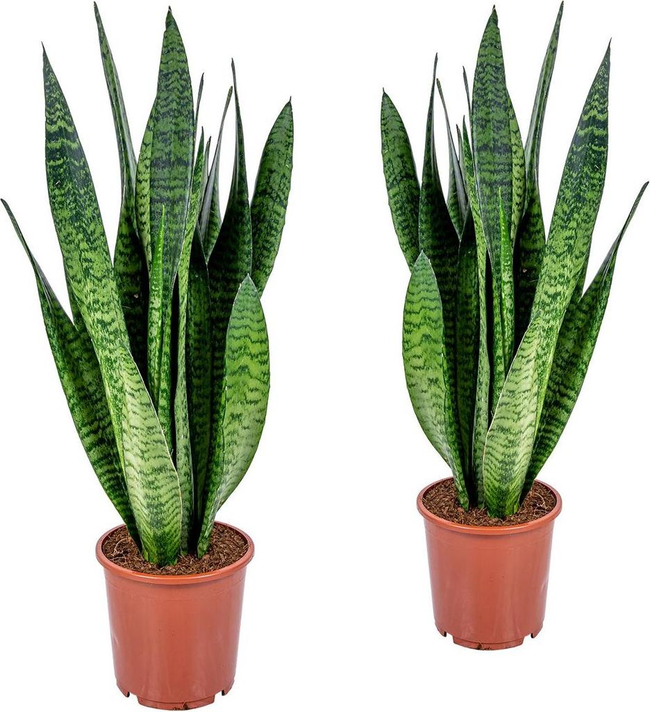 Bloomique - Zestaw 2 szt. - Sansevieria Zeylanica - Język Zdjęcie produktu 