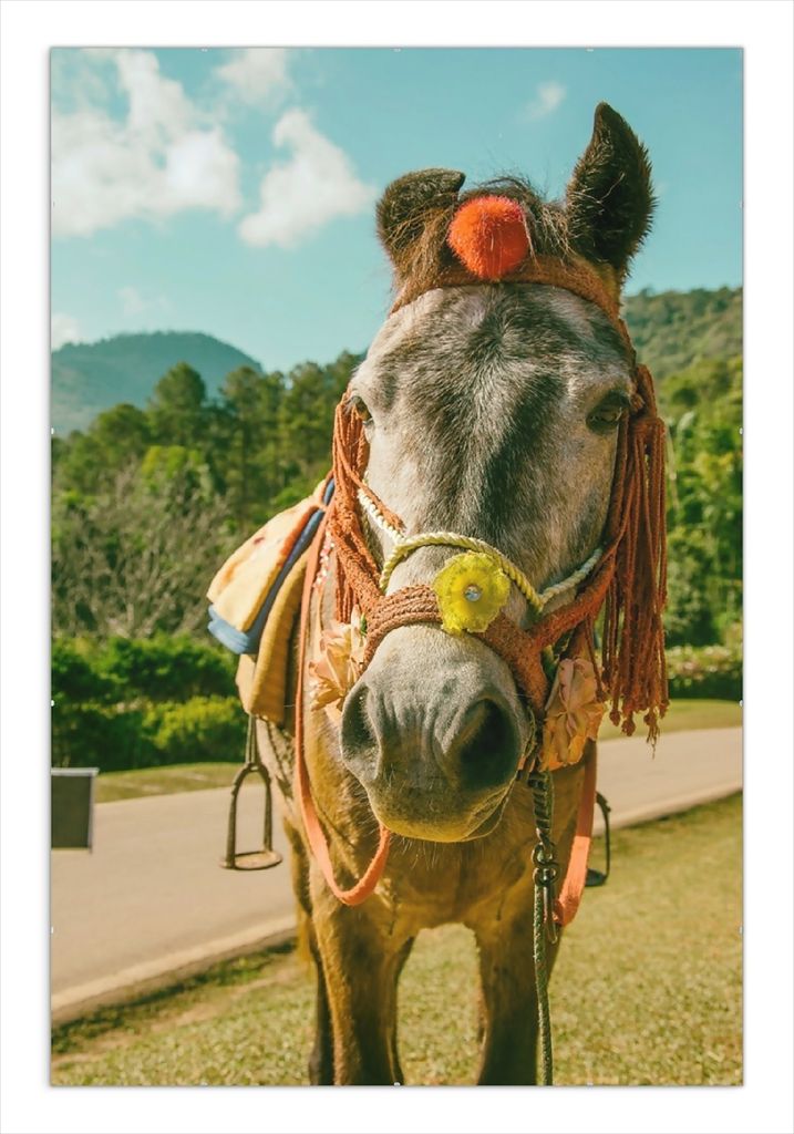 Wallario Wandbild Klassisch geschmücktes Pony, Größe: 61 x 91,5 cm, Poster mit rahmenlosen Bildhalter