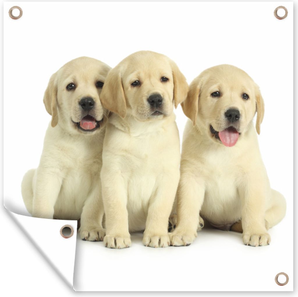 MuchoWow 50x50 cm Outdoor-Poster Gartendeko Sichtschutz Garten Poster für den Garten Drei weiße Welpen in einer Reihe
