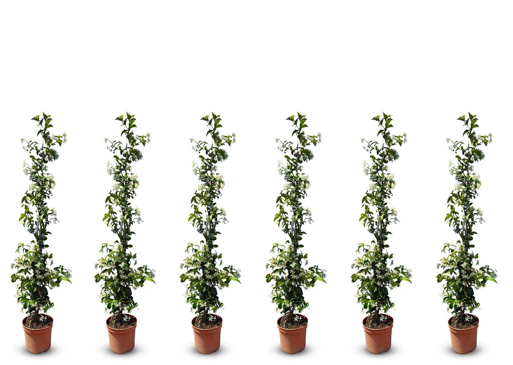 Sunny Tree - Toskánský jasmín - Popínavá rostlina - 6 ks - Obrázek produktu 