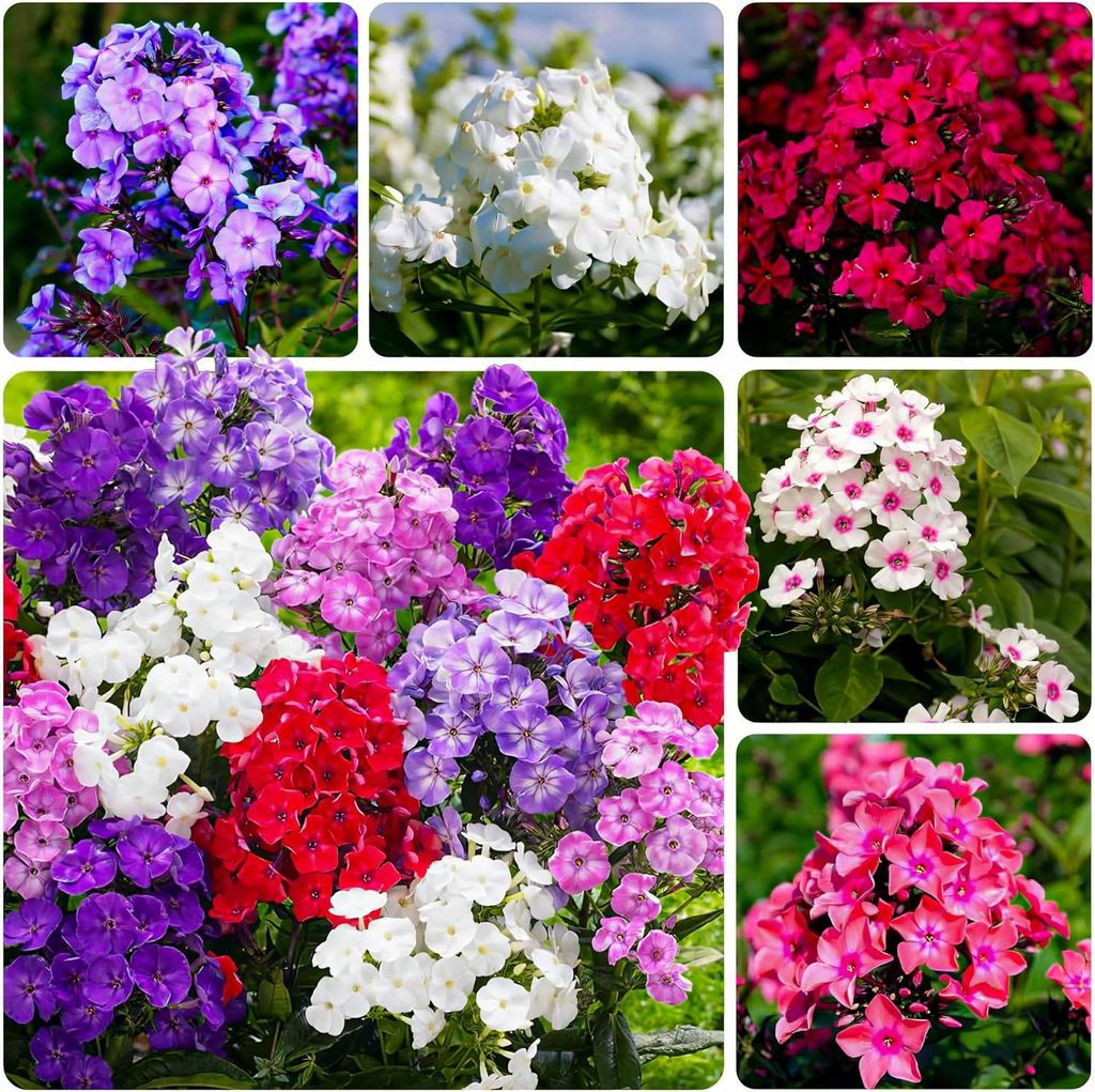 Phlox Stauden Winterhart - Phlox Paniculata Kollektion - 10 Produktbild 