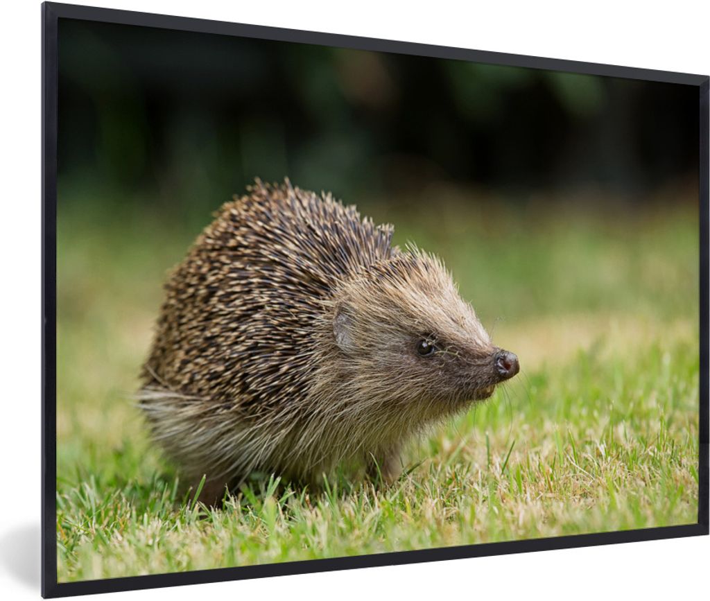 MuchoWow Gerahmtes Poster Igel im Garten 30x20 cm - Poster mit Schwarzem Bilderrahmen Wandposter Rahmen Foto Bilder - Kunstdruck - Bild-Poster