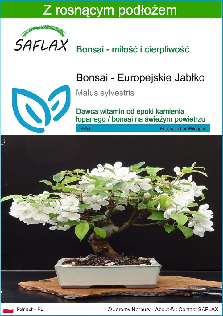 SAFLAX - Bonsai - Europejskie Jabłko - 30 Nasiona - Z Zdjęcie produktu 