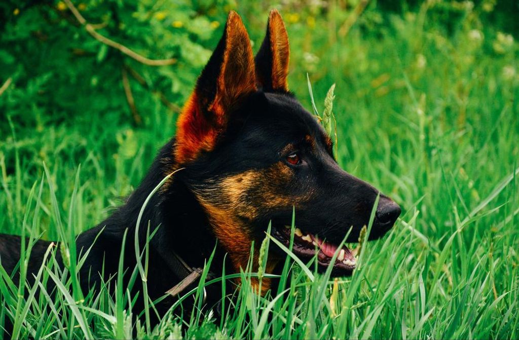 hansepuzzle 31415 - Schäferhund im Gras Puzzle, 500 Teile, Tierwelt, 46,0 x 30,0cm mit hochwertiger Aufbewahrung, Kartonbox & Beutel
