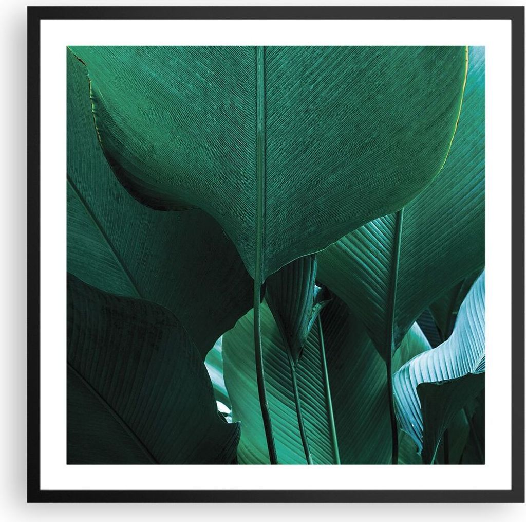 Gerahmtes Poster - Schwarzer Rahmen - Blätter Palmen Banane - 60x60 cm - Wand Bild - Wanddeko - Wandbilder - Kunstposter - Wandposter - Bilderrahm...