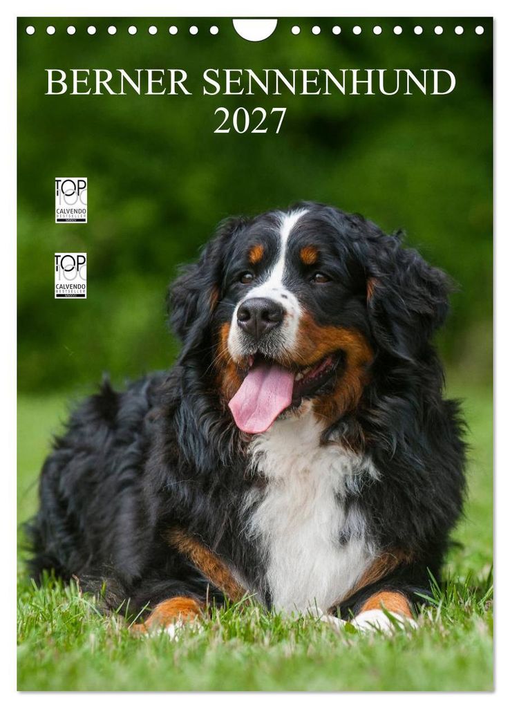 Berner Sennenhund 2027 (Wandkalender 2027 DIN A4 hoch), Produktbild 
