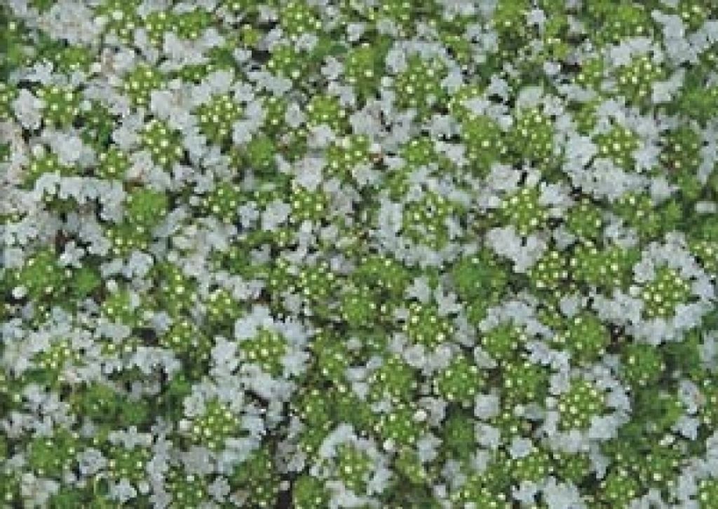 6 x Weißer Sand-Thymian / Feldthymian Albus - TB 9