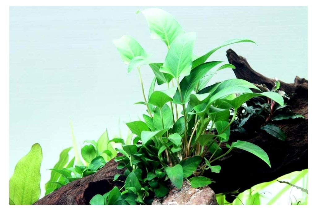 Anubias gracilis Wasserpflanze im Topf