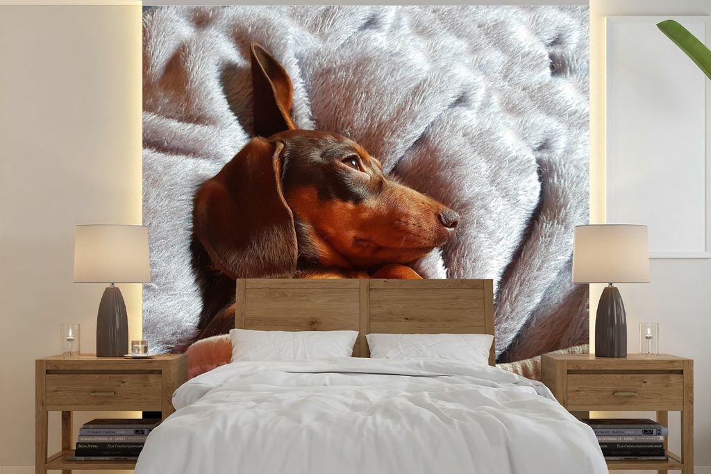 MuchoWow Fototapete für Wohnzimmer oder Schlafzimmer Wandtapete Vinyl Motivtapete Niedlicher Dackel liegt unter der Bettdecke - 300x300 cm - Wan...