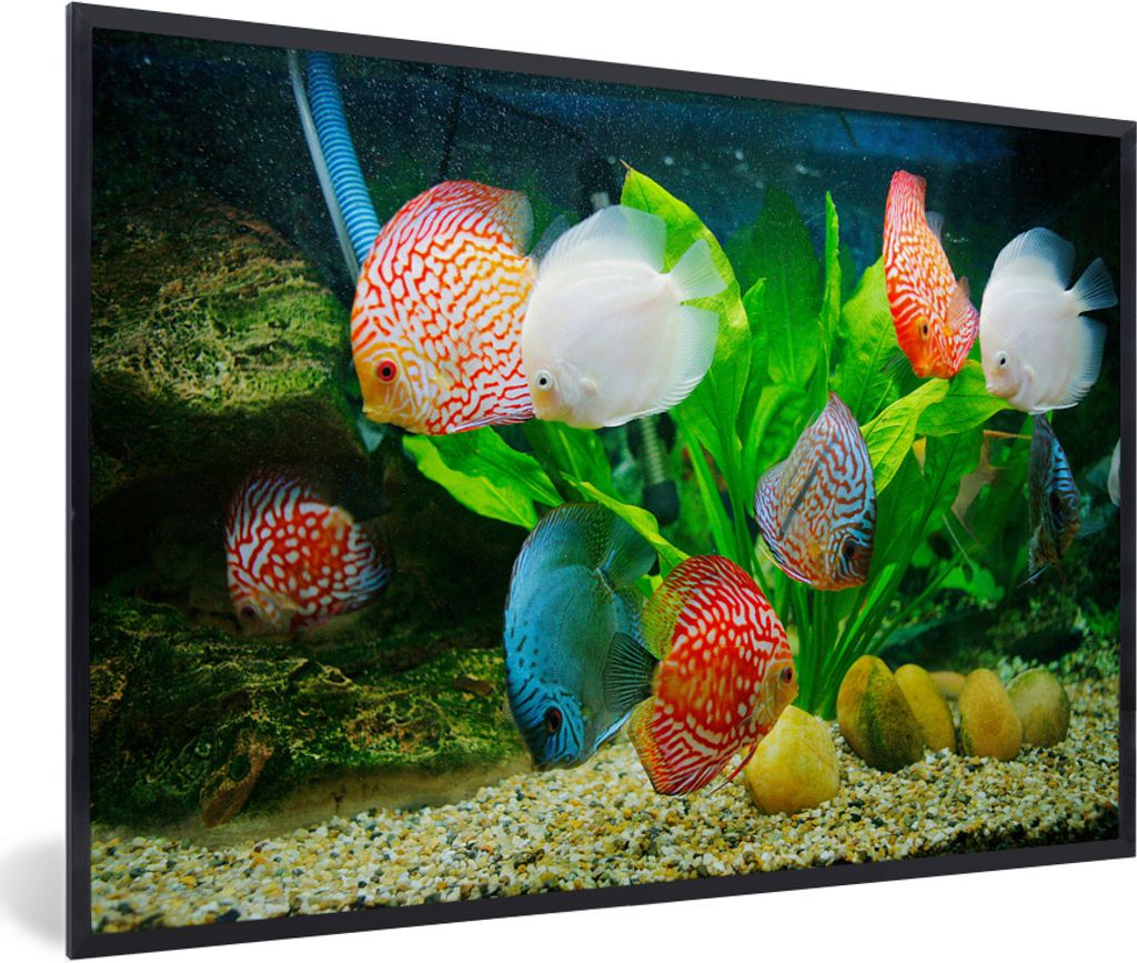 MuchoWow Gerahmtes Poster Fische in einem Aquarium 90x60 cm - Poster mit Schwarzem Bilderrahmen Wandposter Rahmen Foto Bilder - Fotorahmen - Foto...