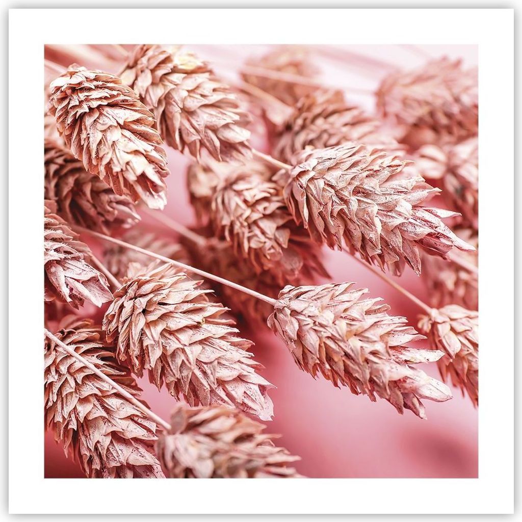 Poster - Poster ohne Rahmen - Klinge Gras getrocknet - 50x50 cm - Wand Bild - Wanddeko - Wandbilder - Kunstposter - Wandposter - Bilder - Kunstdruc...