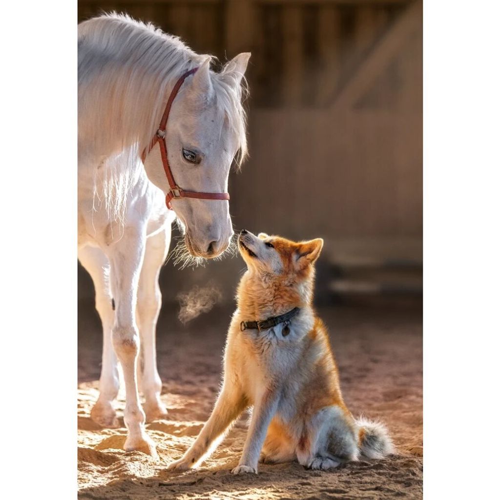 CASTORLAND Puzzle Auß ergewö hnliche Freundschaft 1000 Teile