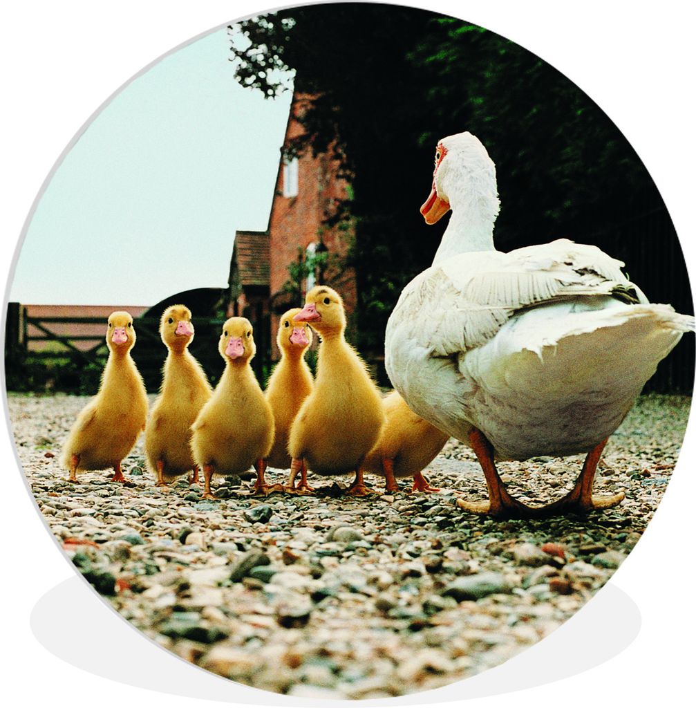 MuchoWow Rundes Wandbild - Runde Bilder Ente mit Jungen Ø 60 cm Kreis Wanddekoration Kunststoff - Wandkreis - Wandschmuck - Wand Kreis - Das Sch...