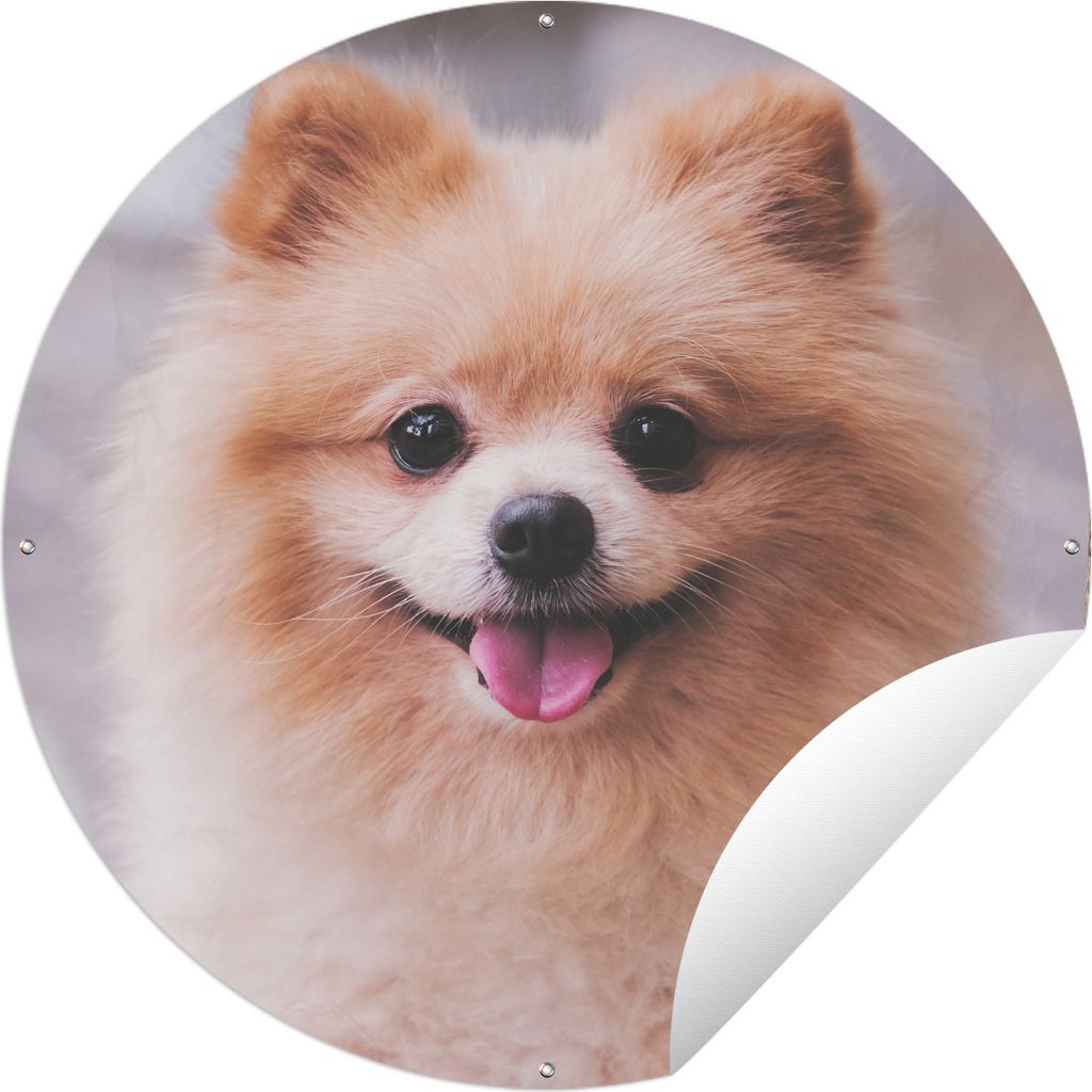 MuchoWow Gartenposter Outdoor-Poster Rund Pomeranian auf der Straße Ø 60 cm Gartendeko Rundes Poster draußen