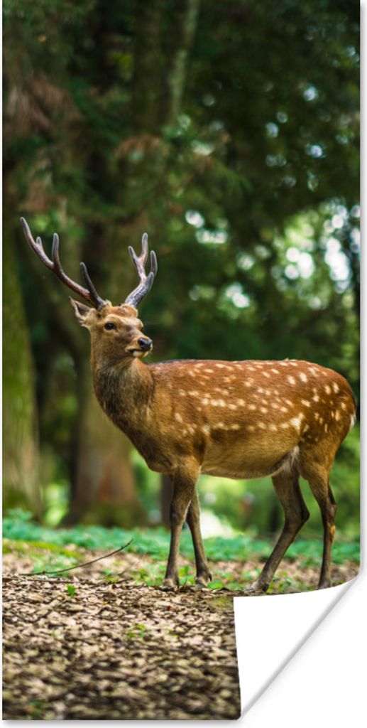 MuchoWow Poster Rotwild - Wald - Tier 80x160 cm - Kinderzimmer
