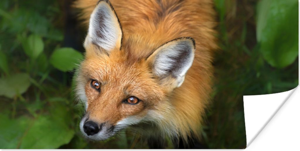 MuchoWow Poster Fuchs - Grün - Orange 80x40 cm - Wanddeko