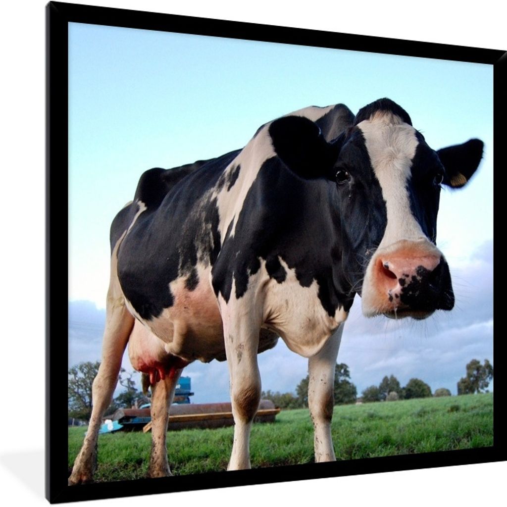 MuchoWow Gerahmtes Poster Kuh - Bauernhof - Gras - Tiere 40x30 cm - Poster mit Schwarzem Bilderrahmen Wandposter Rahmen Foto Bilder - Kunstposter...