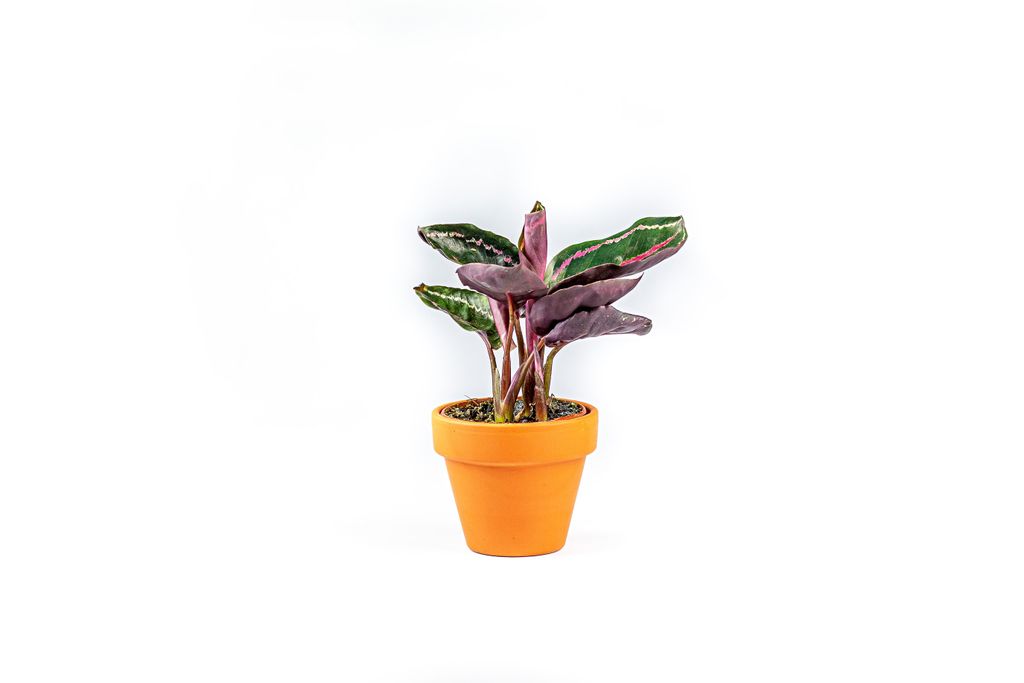 Gardners Calathea roseopicta Dotie, priemer 6-7 cm Obrázok produktu 