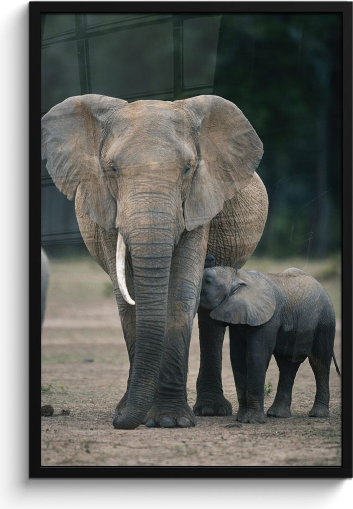 MuchoWow® MuchoWow® Gerahmtes Poster Elefant - Tiere - Produktbild 