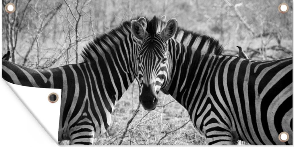 MuchoWow 160x80 cm Outdoor-Poster Gartendeko Sichtschutz Garten Poster für den Garten Zwei Zebras