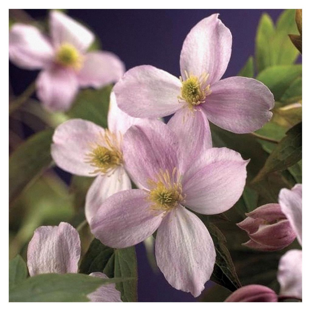 Berg-Waldrebe Clematis montana ‚Mayleen‘ – starkwüchsige Kletterpflanze mit rosa Blüten, winterhart, schnellwachsend, geeignet für Pergola...