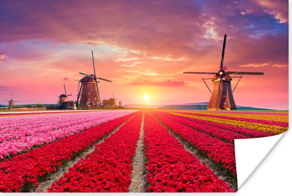 MuchoWow Poster Blumen - Windmühle - Tulpen - Sonnenuntergang - Rosa 30x20 cm - Plakate - Print
