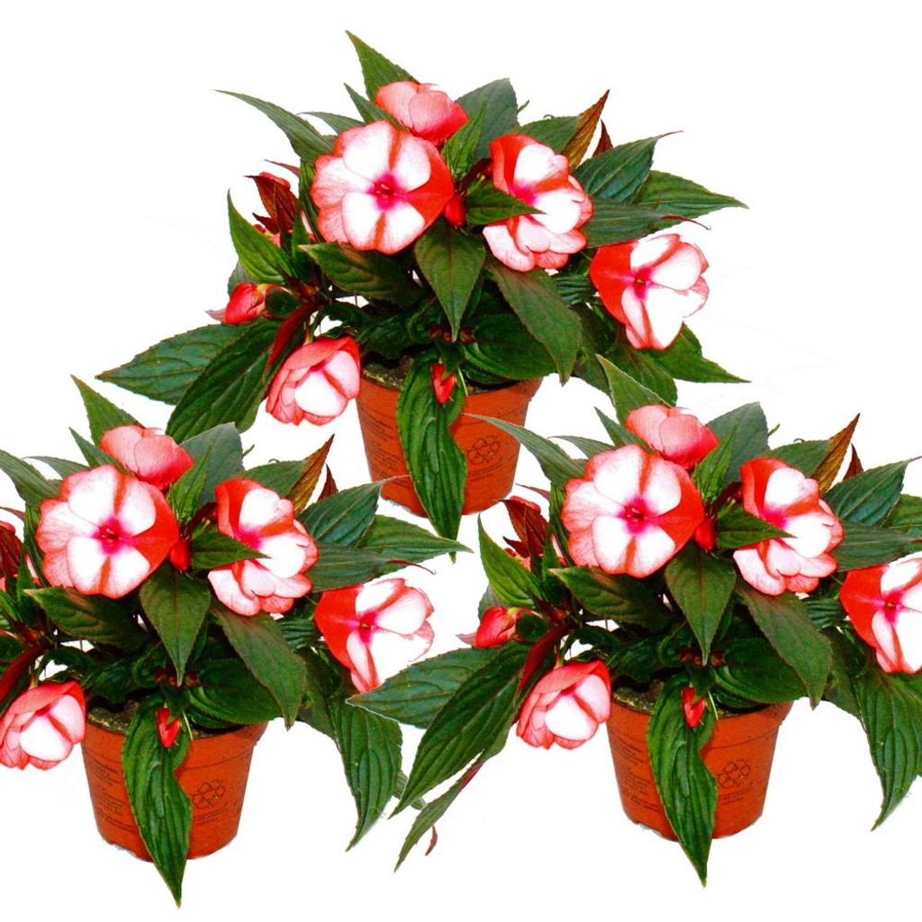 Edel-Lieschen - Impatiens Neu-Guinea - 12cm Topf - Set mit Produktbild 