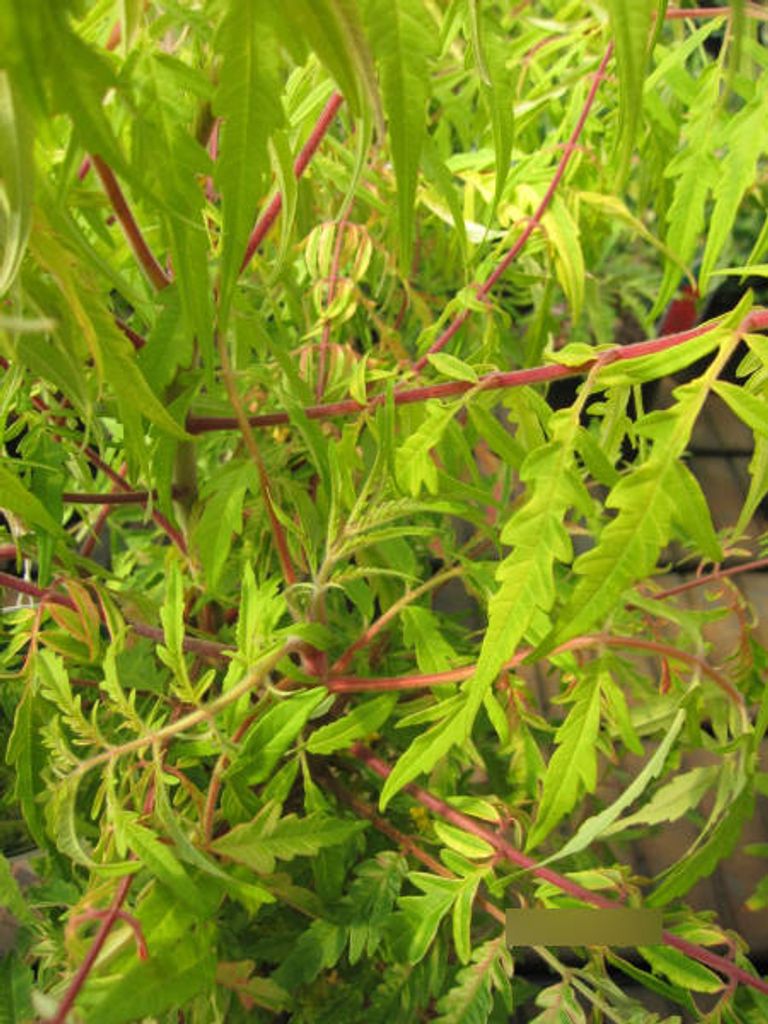 Rhus typhina Tiger Eyes - Gelbgrüner Essigbaum - Hirschkolbensumach - 60-100