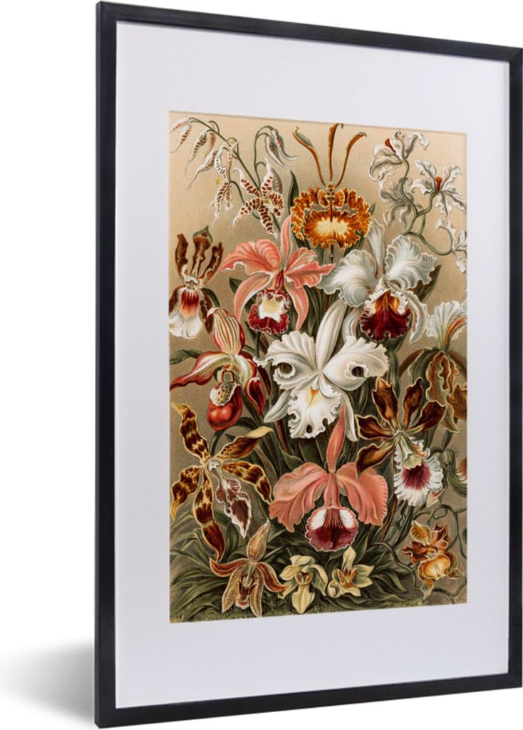 MuchoWow MuchoWow Gerahmtes Poster Orchidee - Ernst Haeckel 40x60 cm - Poster mit zchwarzem Bilderrahmen - Poster in Rahmen