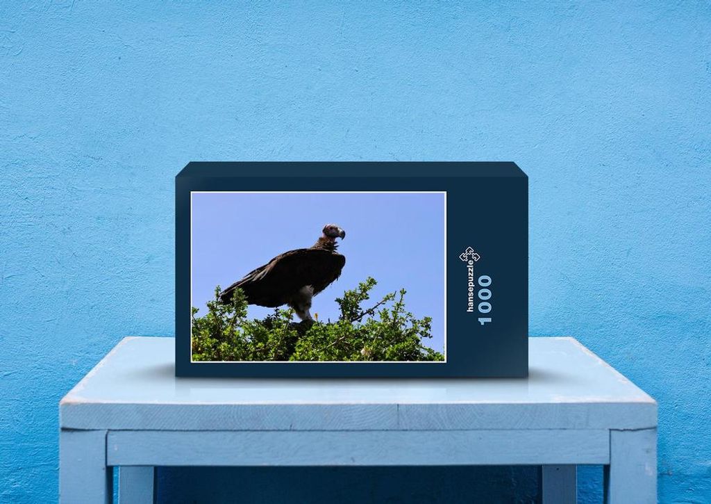 hansepuzzle 81799 - Greifvogel Puzzle, 1000 Teile, Natur, 60,0 x 46,0cm mit hochwertiger Aufbewahrung, Kartonbox und wiederverschließbarem Beutel