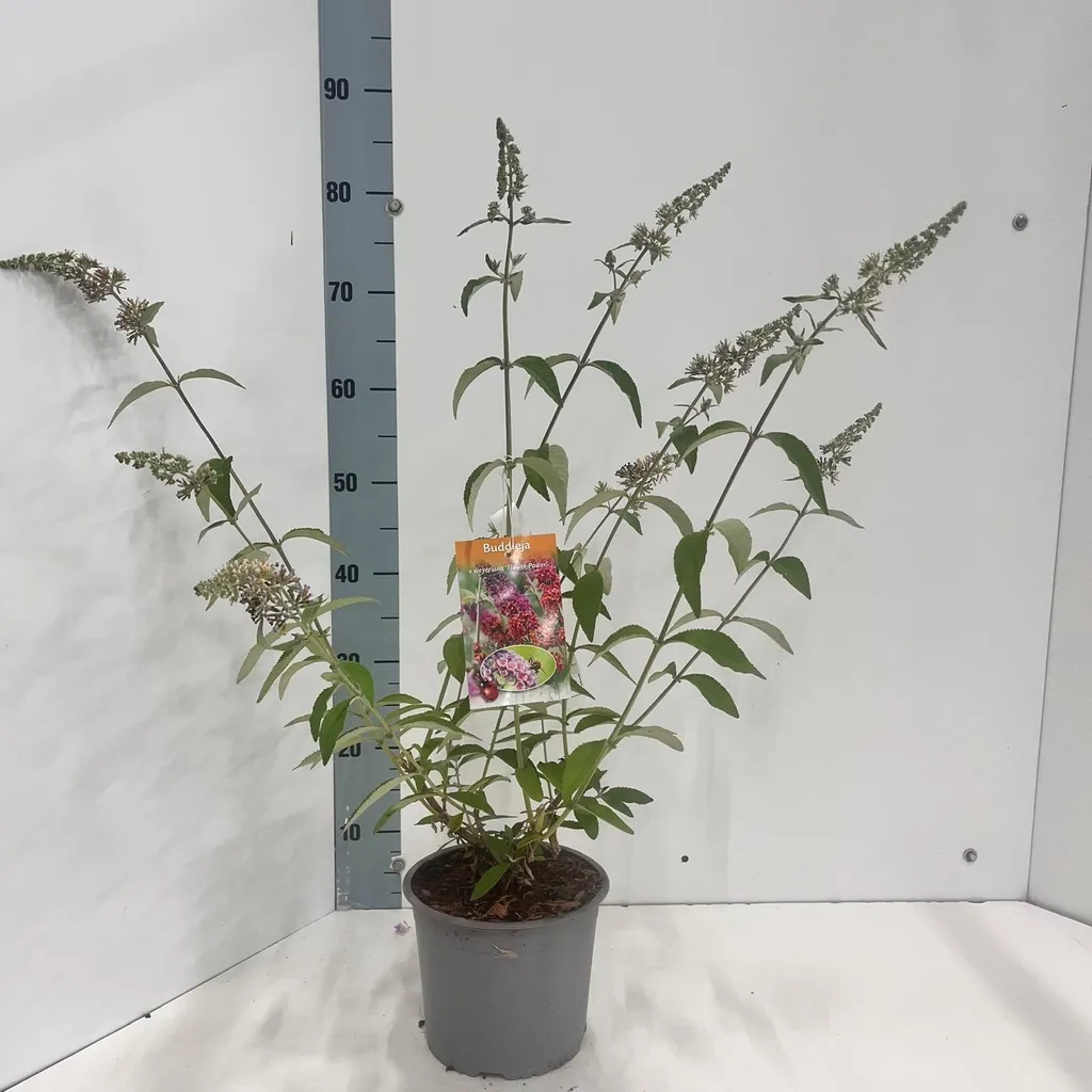 Buddleja Flower Power pour jardin fleuri et papillons arbuste 70-80cm