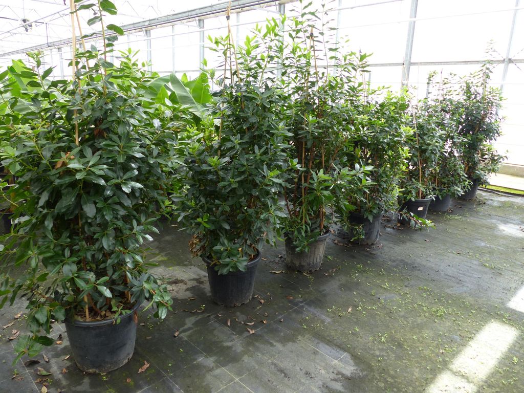 Erdbeerbaum | 170 - 190 cm | Arbutus unedo | veredelt |  | Produktbild 