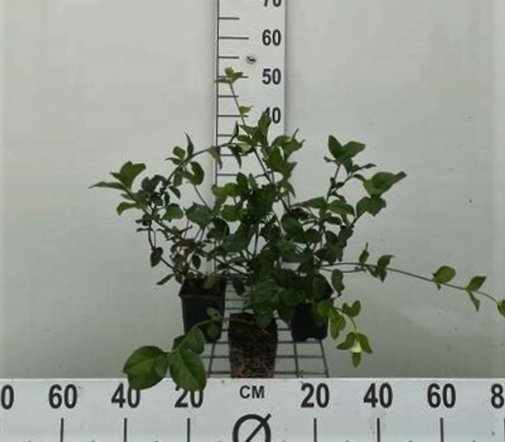 12 x Euonymus fort. 'Dart's Blanket' - Plazivý vřetenový Obrázek produktu 