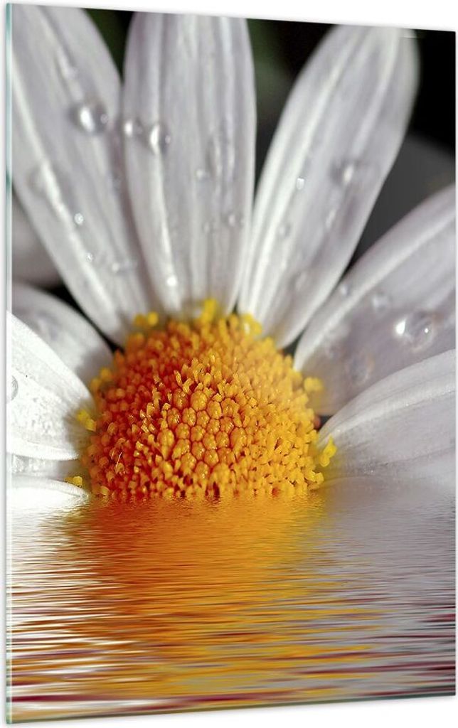 Bilder auf glas - Einteilig - Kraut Kamille Blume Wasser - 50x70cm - Glasbilder - Wandbilder - Bilder - zum Aufhängen bereit - Wanddekoration aus ...