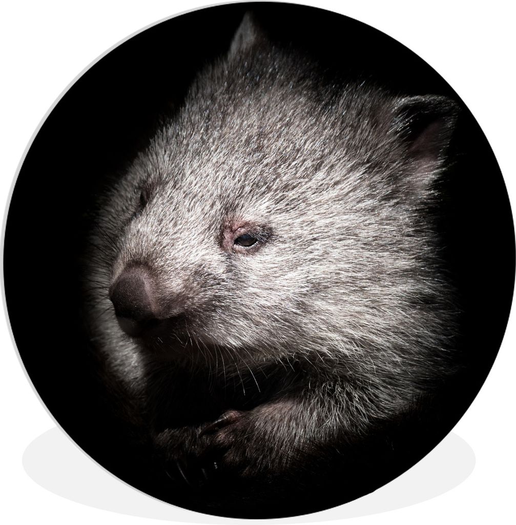 MuchoWow Rundes Wandbild - Runde Bilder Ein Schwarz-Weiß-Porträt eines Wombats Ø 90 cm Kreis Wanddekoration Kunststoff - Wandkreis - Wandschmu...