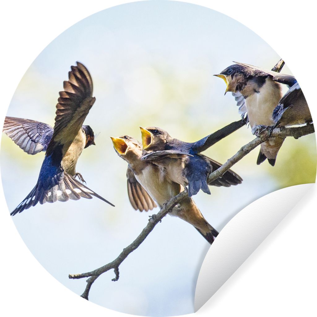 MuchoWow Runde Wandtattoo - Wandsticker Tapete Aufkleber Juvenile Rauchschwalben Ø 30 cm Selbstklebend und Repositionierbar - Wandaufkleber - Kr...