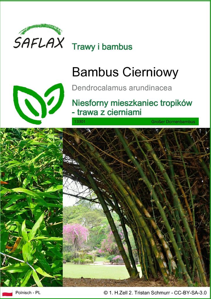 SAFLAX - Bambus Cierniowy - 50 Nasiona - Dendrocalamus Zdjęcie produktu 