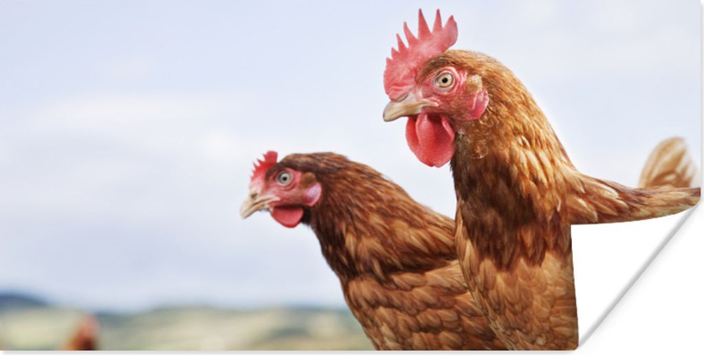 MuchoWow Poster Nahaufnahme von zwei Hühnern 120x60 cm - Bild