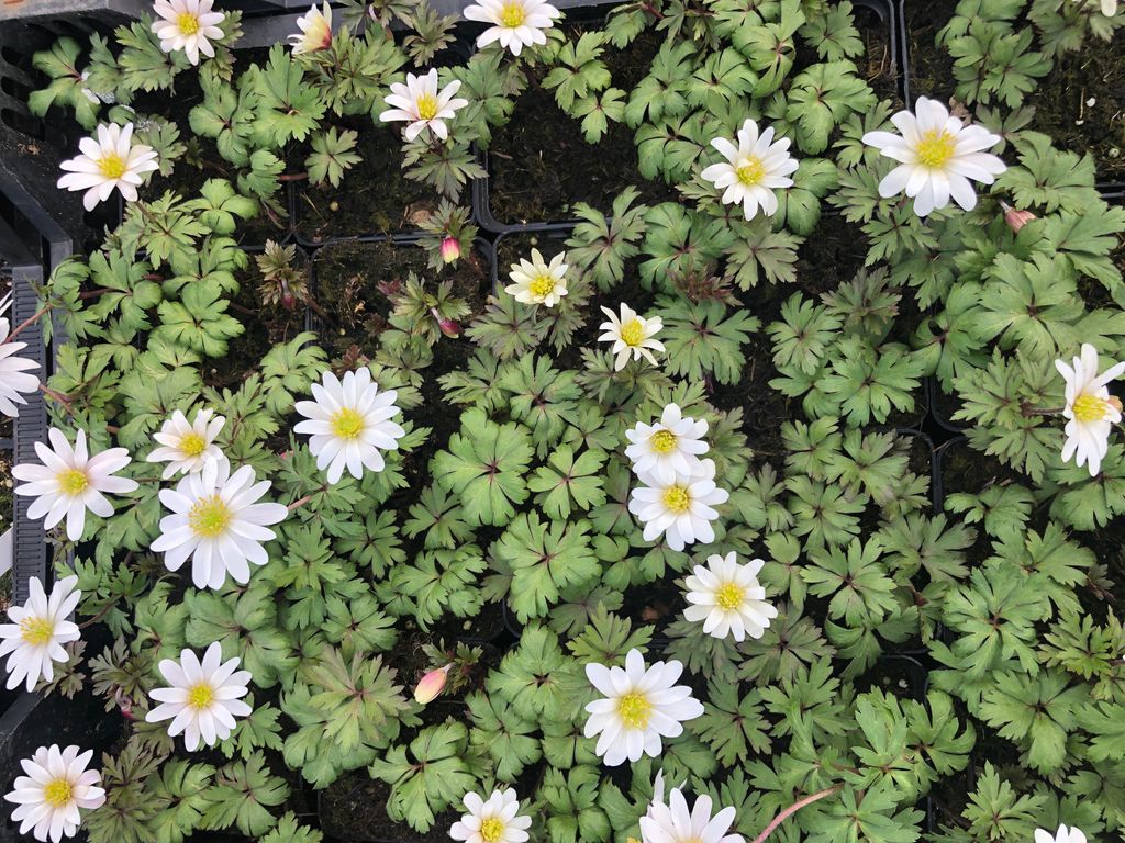 6 x Anemone Blanda 'White Splendour' im Topf 9x9 cm