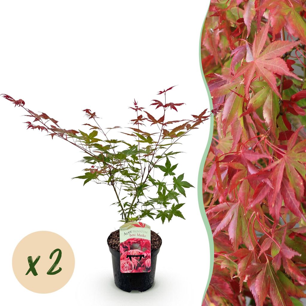 GreenboutiQ - Balkonpflanze - Japanischer Ahorn - Acer palmatum Beni Maiko - Rot - 2 Pflanzen - Laubabwerfend - Topf 19cm Höhe 70cm