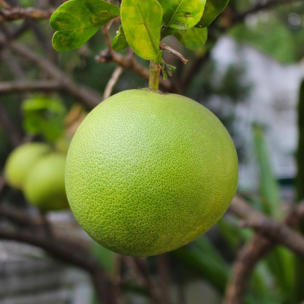 Pomelo (Citrus maxima) – 5 kusov Obrázok produktu 