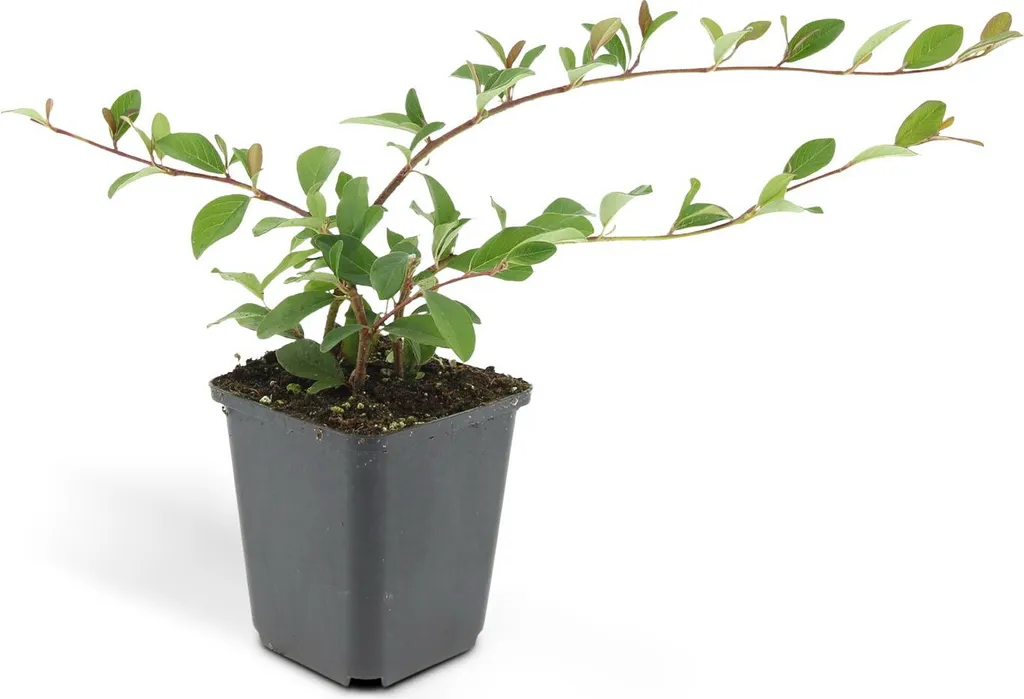 Évitez le désherbage avec le Cotoneaster dammeri - Set de 12 couvre-sols
